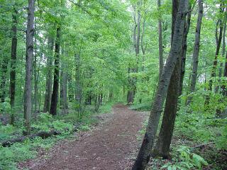 The Sacred Grove, where Joseph Smith received his First Vision